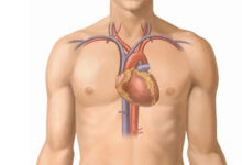 موقع القلب في جسم الانسان